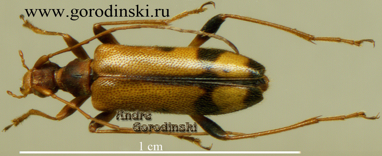 http://www.gorodinski.ru/cerambyx/Pidonia sp.2.jpg